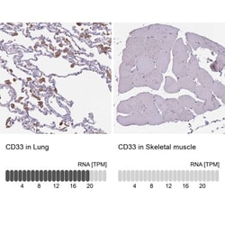 Siglec-3/CD33 Antibody, Novus Biologicals 25 &mu;L | Buy Online | Novus Biologicals | Fisher Scientific